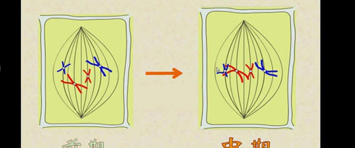 高三了这些忘了,纺锤体在图上指什么,纺锤丝在图上指什么.谢谢学霸了