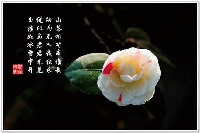 山茶花 - 花中珍品