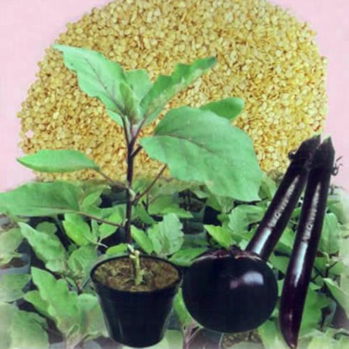 日本引进茄子嫁接专用砧木托鲁巴姆种子番茄常用强li占木苗子籽孑