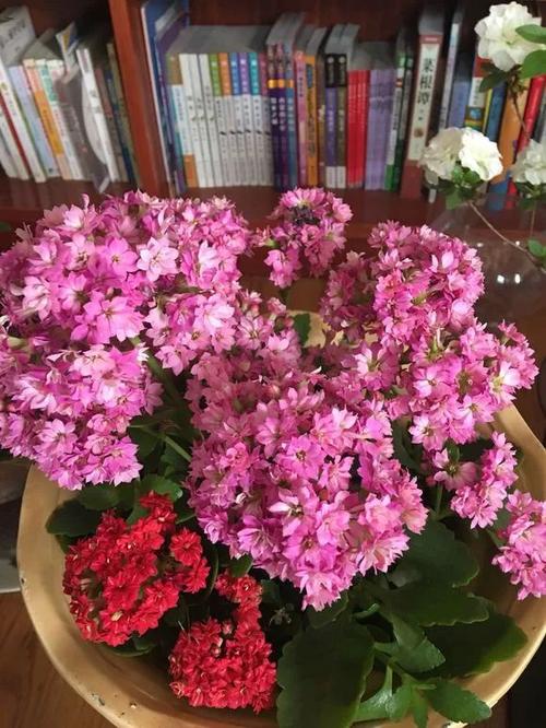 10种长寿花,一开就成花球,色艳特娇媚,看过的都喜欢!