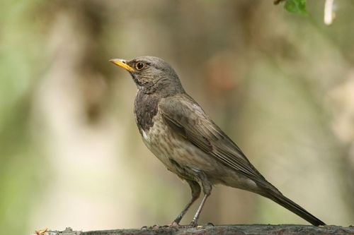 常见鸟类图片名称-3