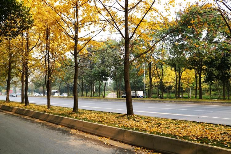 市区道路,绿地(市树银杏)
