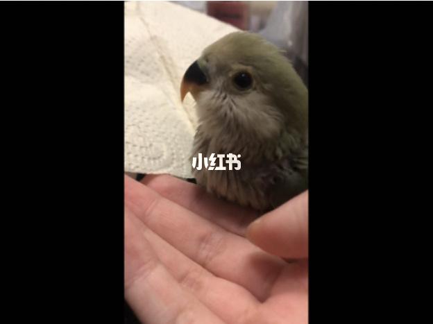 牡丹鹦鹉 绿金顶成长记录_鹦鹉_牡丹_冬瓜_纪念日_牡丹鹦鹉_宠物_宠物