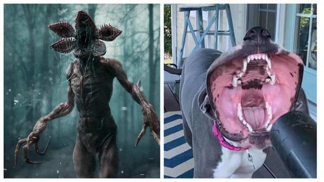 里的双脊龙张开大口很多人看到照片以后,下意识的第一反应是食人花