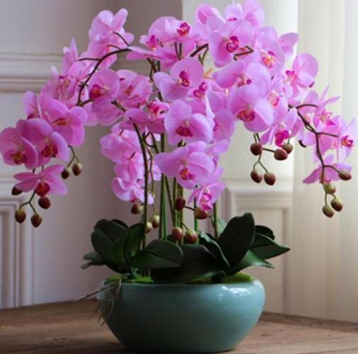 新手养蝴蝶兰有技巧掌握1个要点根壮还爆花简单好养
