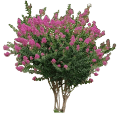 植物ps素材