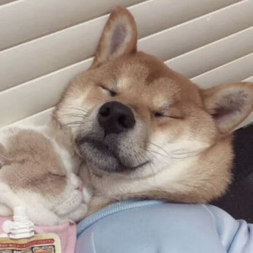 情侣头像 猫猫狗狗