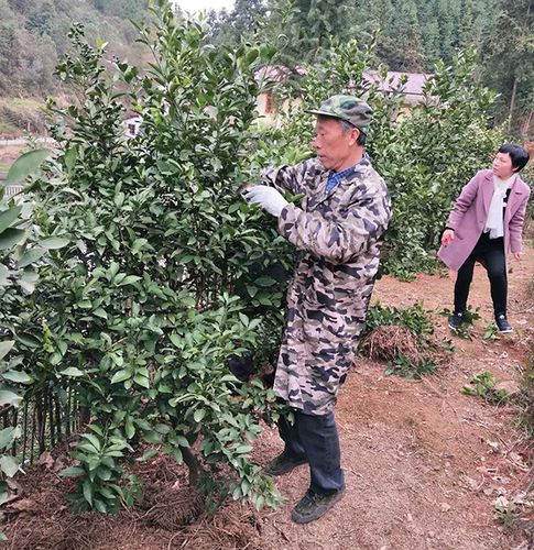 袁接胜正在修剪桔子树