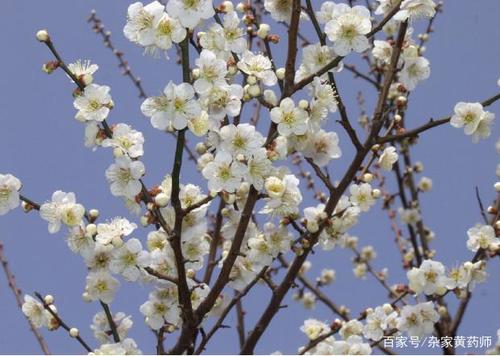 荒野维生野菜系列——青梅