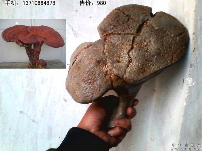 绝世罕见奇石,灵芝,摆件,天然未雕凿,叹为观止(请收藏