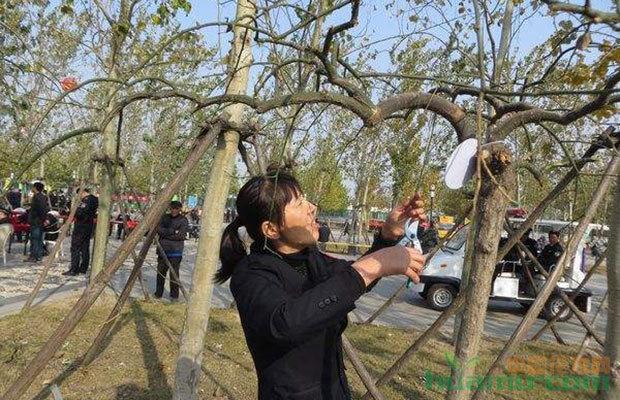 苗木修剪要有分寸,国槐树该怎么修剪?