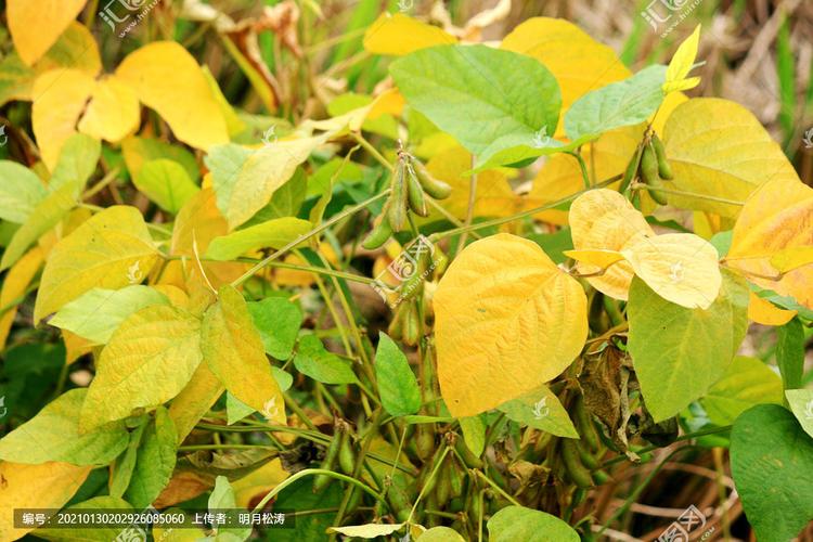 大豆苗,农作物,植物花草,摄影,汇图网www.huitu.com