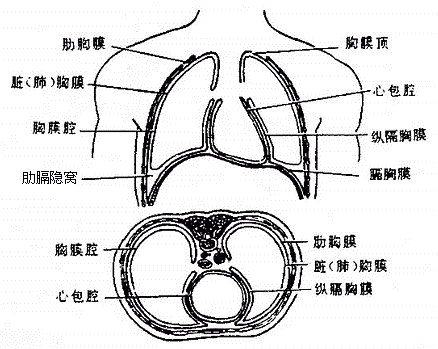 首页 医书大全 人体解剖学 > 第三节 呼吸系统  胸膜是一层光滑的浆膜