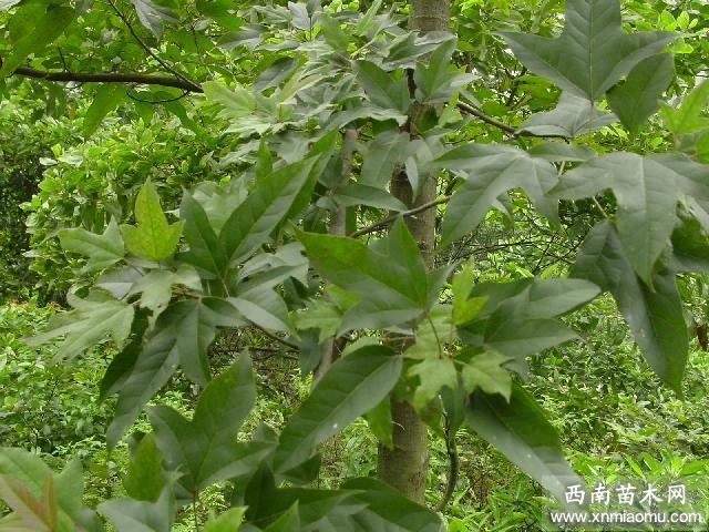 半枫荷嫩枝秋季扦插繁殖栽培育苗技术