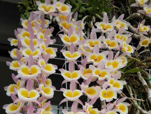 越南黄贝壳石斛室内庭院阳台绿植花卉盆景附生兰比铁皮多肉好种植