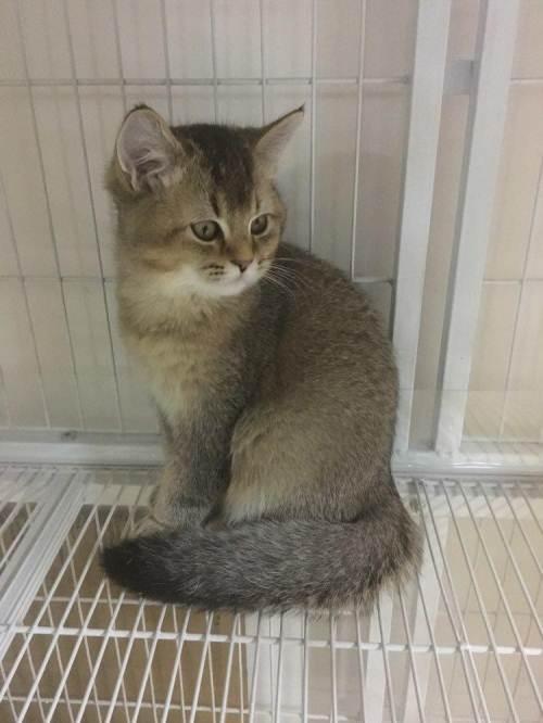 黑金渐层小母小公3个月大各一只