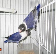 哪种踪头牡丹鹦鹉价格贵图