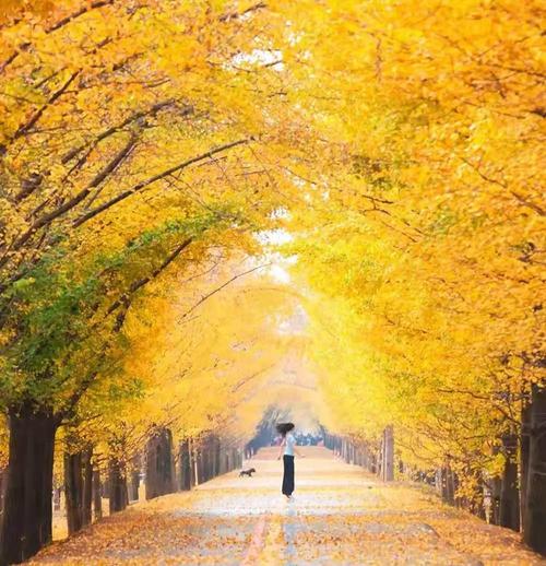 银杏时光隧道