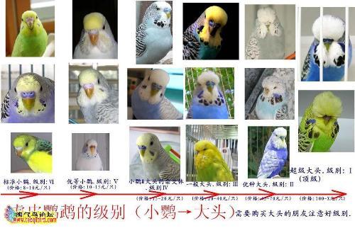 宠物玄凤主要吃混合种子粮,也吃金丝雀与虎皮鹦鹉喜欢的混合粮,谷子