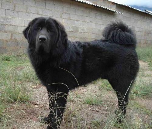 藏獒黑珍珠  多  吉  来宝