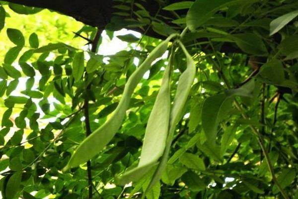 扩展资料:皂荚,又称作皂角树,是我国特有的树种之一.