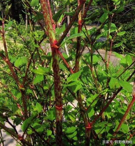 虎杖这一野草,国外的:"不敢惹",国内的:野生的都快吃