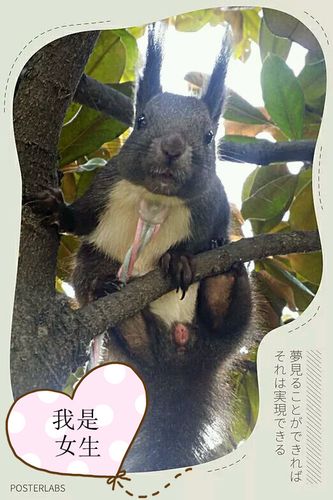 三,误区 百度上有些文章让大家以双排扣乳头辨别松鼠公母其实是不对