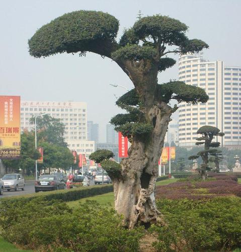 内容简介 经过园丁师傅的巧手,好看的树造型就展现在我们的面前啦