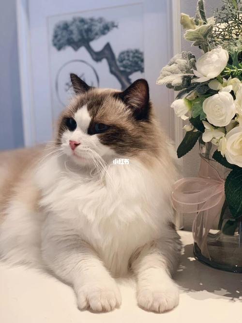 波斯系完美海双 布偶领养_领养_cfa_宠物店_宠物_猫