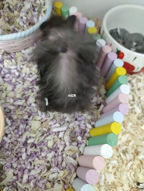 长毛金丝熊_金丝熊_宠物_宠物其他