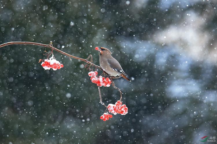 雪花飘飘觅食美