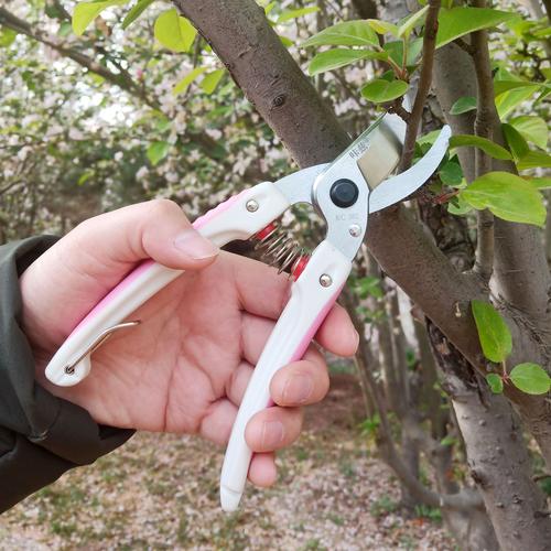 咔兹kc502修枝剪树枝剪花枝剪园林园艺剪刀葡萄枝剪刀苗木修枝剪