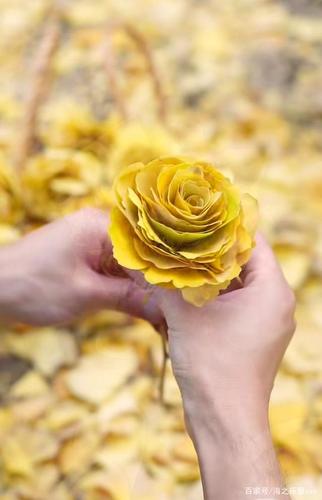 银杏叶玫瑰花:空山黄叶似蝶飞,溪畔彩云何日回