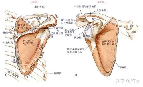 肩胛下窝位于肩胛骨的前表面,窝内的凹陷内填满了粗壮的肩胛下肌.