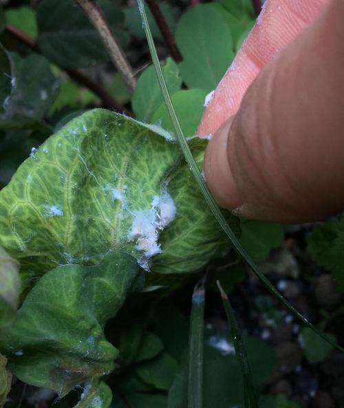 金银花上的虫害,这是什么虫子怎么治?