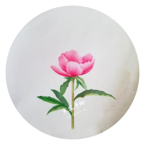 彩铅绘芍药花