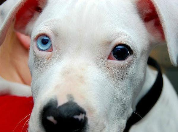 图看患虹膜异色症的狗眼, 它们有的可爱, 有的美丽, 有的无辜