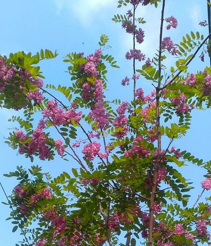 诗歌《红槐花儿 白槐花儿》