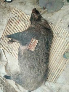 新鲜野猪 山猪 大山里的猪肉 美味 火锅食材 送礼佳品包邮顺丰