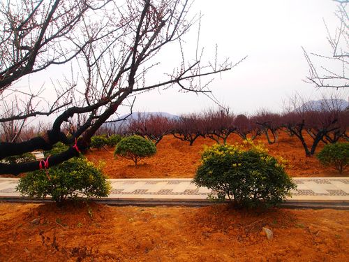 含苞待放嵖岈山万亩梅园