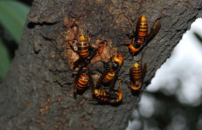 马蜂和蜜蜂的的区别