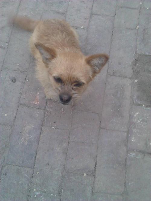 有胡子像黄鼠狼的狗狗