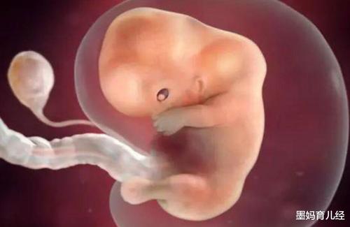 怀孕两个月,胎儿是什么样的呢?妈妈们看了就知道