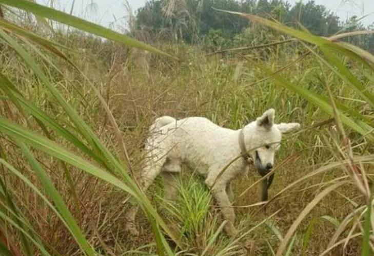土狗多管闲事抓起老鼠,被蛇咬伤竟亲自找草药,这智商真没谁了