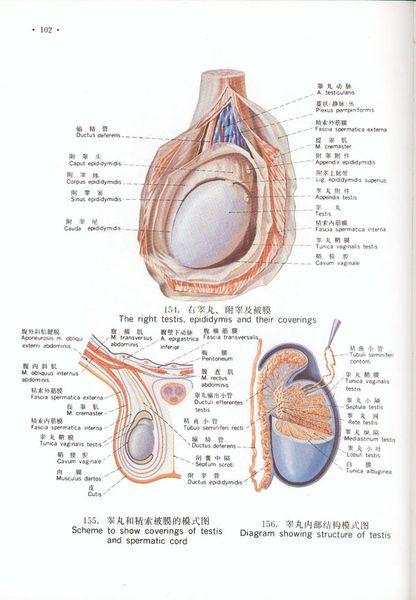 有的人睾丸一大一小,一高一低,如果差别不大,均属正常.