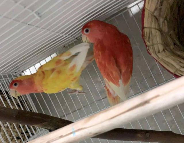 两只变异黄桃牡丹,孵出一窝红色牡丹鹦鹉,网友:肯定活