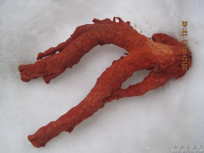 红珊瑚(海竹,纯天然原支)
