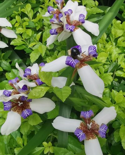 请欣赏鸢尾花又称新泽仙花玉蝴蝶,是极具观赏价值的景观植物.