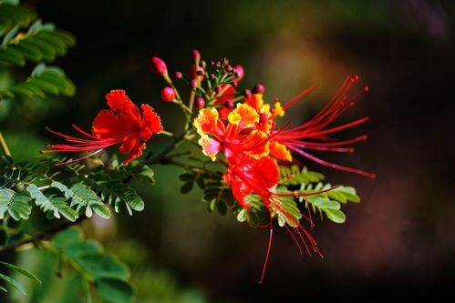 金凤花,青葙和鬼针草