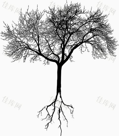 黑白 树根 枯萎 树枝